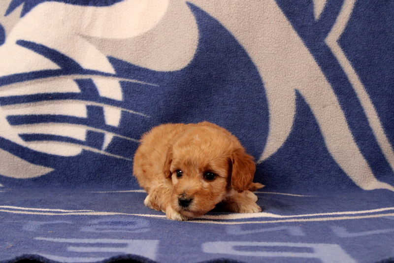 puppy, for, sale, Mini  Goldendoodle, Matthew B. Stoltzfus, dog, breeder, Gap, PA, dog-breeder, puppy-for-sale, forsale, nearby, find, puppyfind, locator, puppylocator, aca